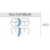 Tall Flat Molar 