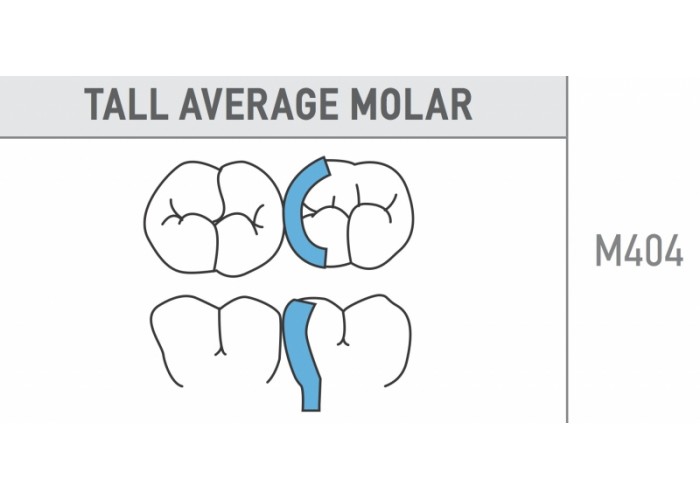 Tall Average Molar 